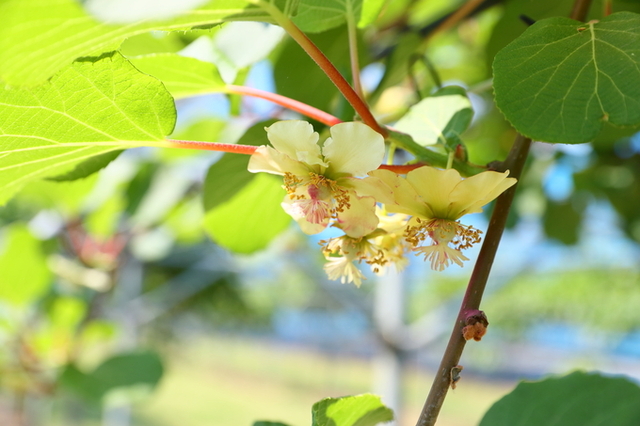 키위 수나무 ‘델리웅’ 품종 꽃가루를, 암나무 ‘감황’에 인공수분