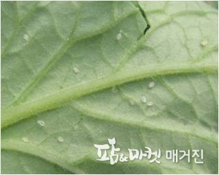 유묘에 발생한 온실가루이