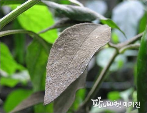 담배가루이 발생