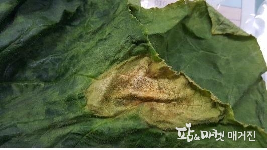 오이 잎에 발생한 덩굴마름병