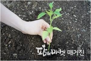 본잎이 10~13장 정도 자란 모종을 심는다