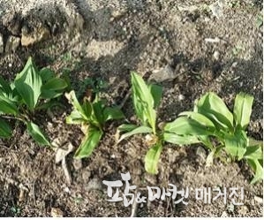 지제부 줄기 무름증상(발병 초기)