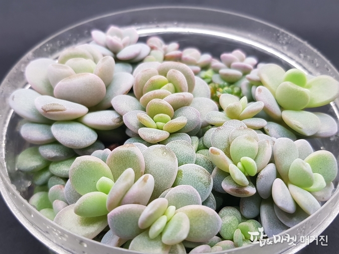 에케베리아
