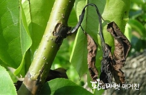 과수화상병