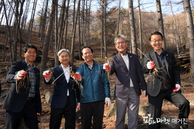 김재현 산림청장(오른쪽 두번째)이 16일 경남 거창군 고제면 산양산삼, 돌배, 오미자 등 다양한 임산물 품목으로 산업화에 성공한 신지식임업인 임가를 찾아 경남지역 임업인들과 현장 간담회를 갖은 뒤 산양산삼 재배단지에서 7년근 산양삼을 들어보이고 있다.<사진=산림청 제공>