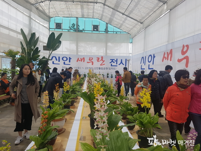 오는 12일부터 14일까지 3일간 신안튤립축제장 상설전시관에서 자생난초인 새우란 특별전이 개최된다.
