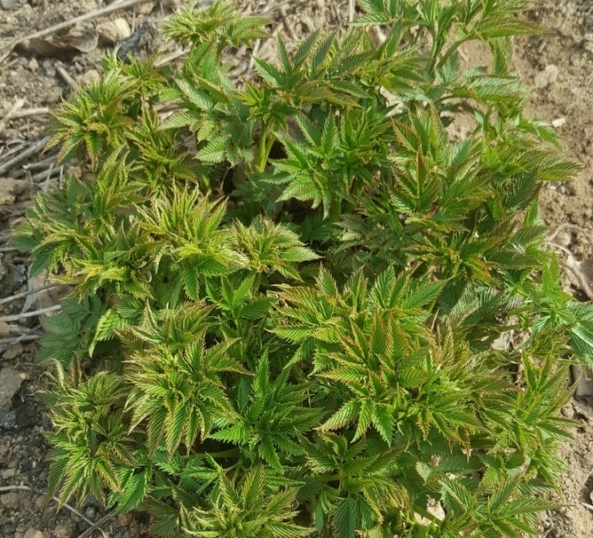 눈개승마는 어린순을 데쳐먹거나 삶아 말린 뒤 묵나물로 국, 비빔밥, 육개장 등에 넣어 먹는데 고기 맛이 난다.