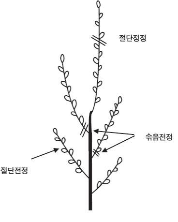 (그림1)솎음전정과 절단전정