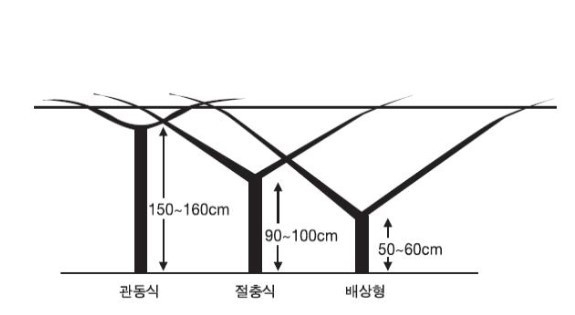 (그림2) 덕 재배 수형의 주간높이