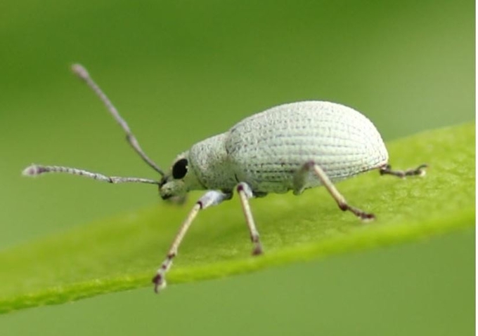 Myllocerus-viridanus1