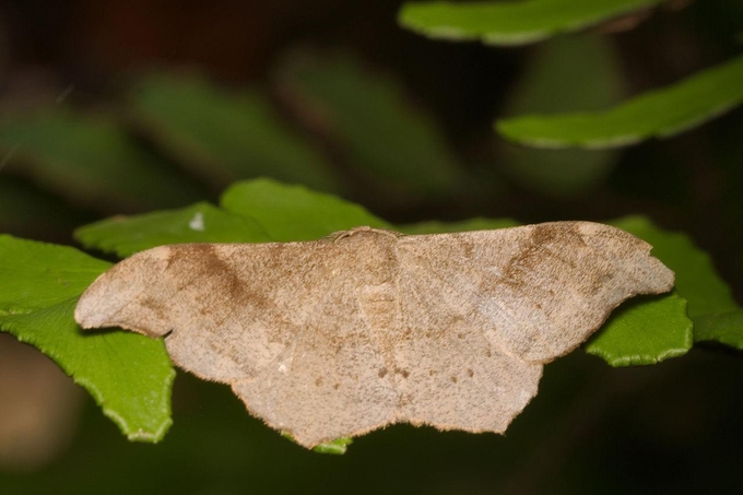 Hyposidra talaca 성충