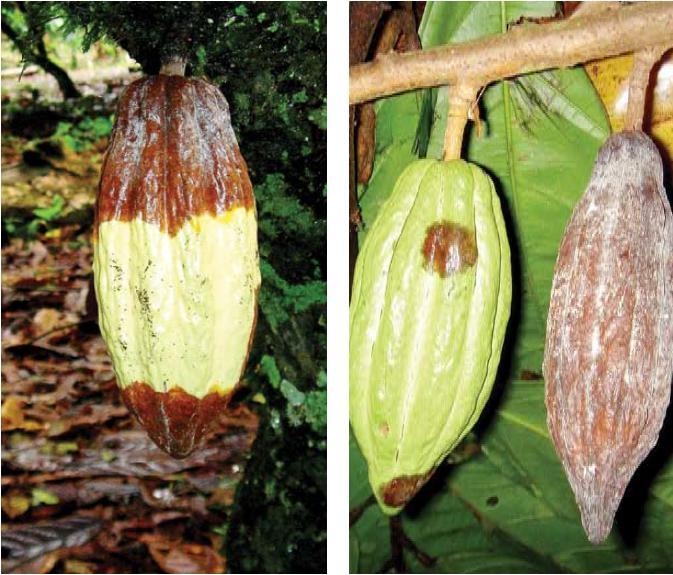 흑점병 피해 (from Catalog cacao diseases in Central America)