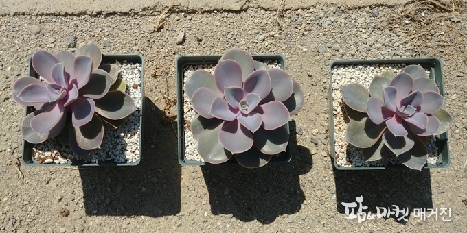 강광