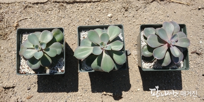 약광