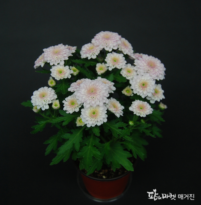 샤인펄