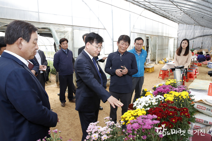 수출용 국화 재배 농장(충남 예산)