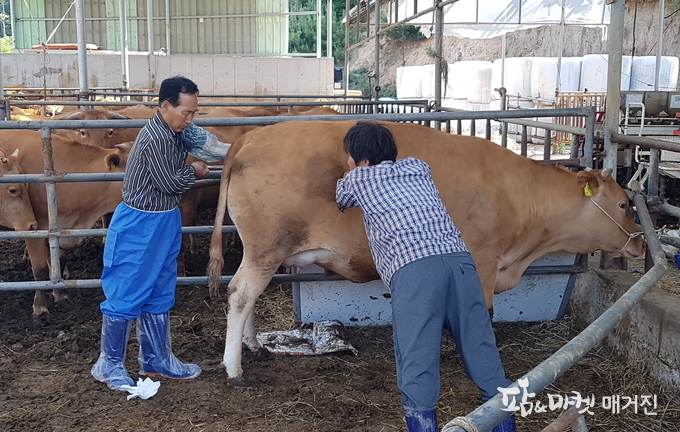 태안군농업기술센터는 우량 암소를 활용한 고품질 한우생산 시스템을 구축하기 위해 생체난자흡입술을 이용한 수정란 이식사업을 추진하고 있다. 사진은 수정란이식 모습.
