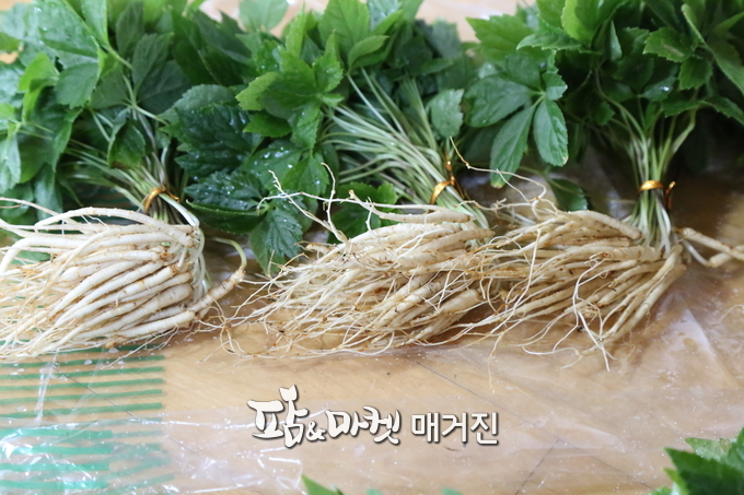 음식점에서 선호하는 안시영 대표의 새싹삼.