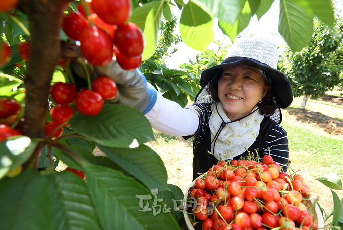 10일 전북 완주군 농촌진흥청 국립원예특작과학원에서 연구원들이 국산 품종 개발을 목적으로 재배 중인 체리나무에서 열매를 수확하고 있다.<사진=농촌진흥청>