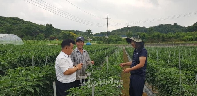 농업기술센터 한종권 소장이 배수로가 잘 정비된 청양읍 정좌리 김사정 씨의 고추밭에서 여름철 관리요령을 안내하고 있다