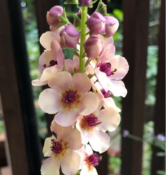Verbascum ‘Southern Charm’(사진 //www.instagram.com/kimiokun0301/?utm_source=ig_embed)