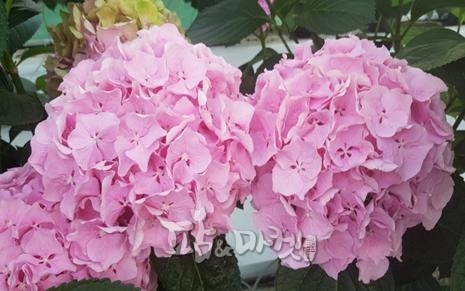 전라남도농업기술원에서 개발한 수국품종 모닝스타.