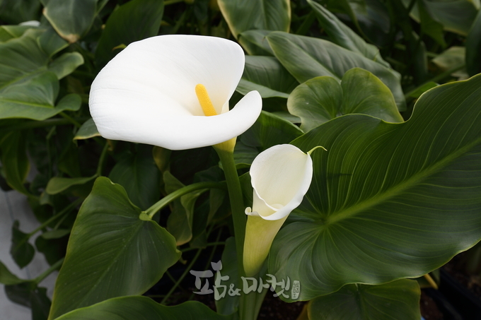 '새하' 품종