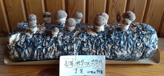 집에서 키워 먹을 수 있는 설황송이버섯.