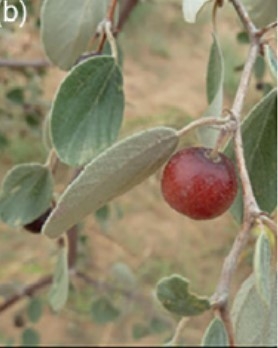 쥬쥬베 과실<br>
//www.researchgate.net/publication/314119908_Biological_control_of_Ziziphus_mauritiana_Rhamnaceae_Feasibility_prospective_agents_and_research_gaps