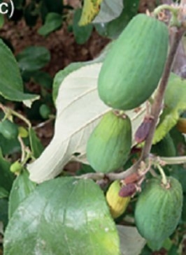 쥬쥬베 과실<br>
//www.researchgate.net/publication/314119908_Biological_control_of_Ziziphus_mauritiana_Rhamnaceae_Feasibility_prospective_agents_and_research_gaps