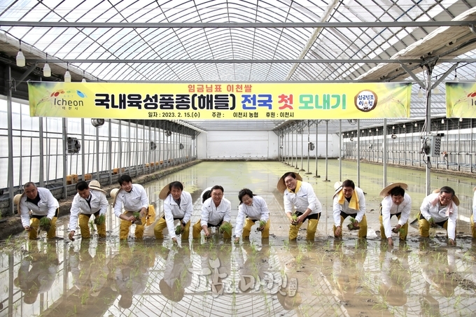 지난 15일 이천시가 개최한 전국 첫 모내기 행사 모습. 수확시기는 6월 중으로 예상하고 있다