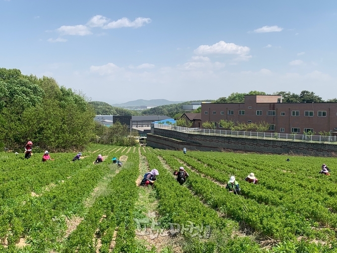 도라지 밭에 잡초 제거는 수시로 해야한다.