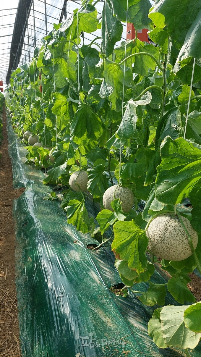 멜론 최곳값 18만 5천원 나오는 멜론농장.