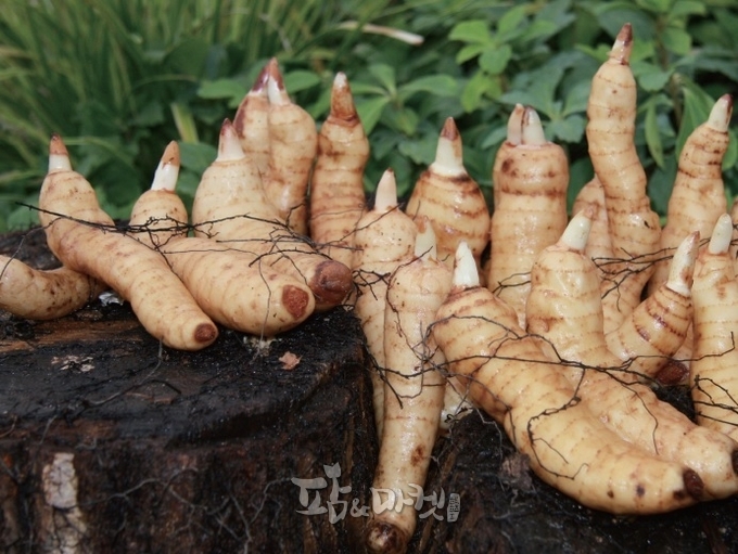 천마는 독특하게도 엽록소와 뿌리가 없다.