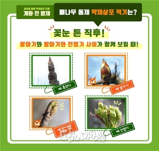 과수 화상병 예방을 위해서는 개화 전 방제가 중요하다.