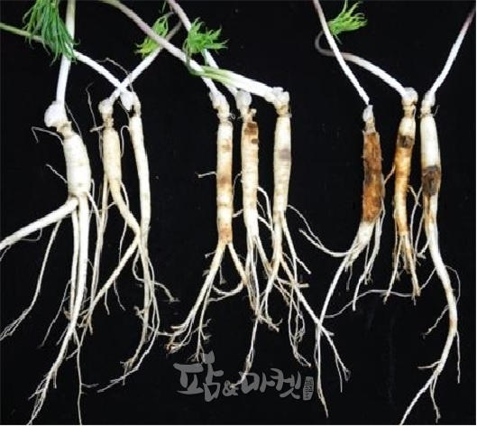 인산 뿌리썩음병을 예방하기 위해서는 병원균 밀도 관리가 매우 중요하다.