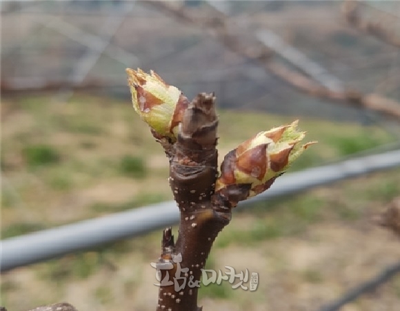 배 발아기 