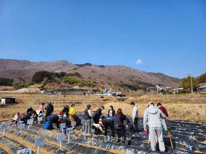 거제시 삼거동 청사초롱마을은 도시민과 함께 하는 '공유농업'으로 연간 10여 가지 작물을 재배해 인기다. 