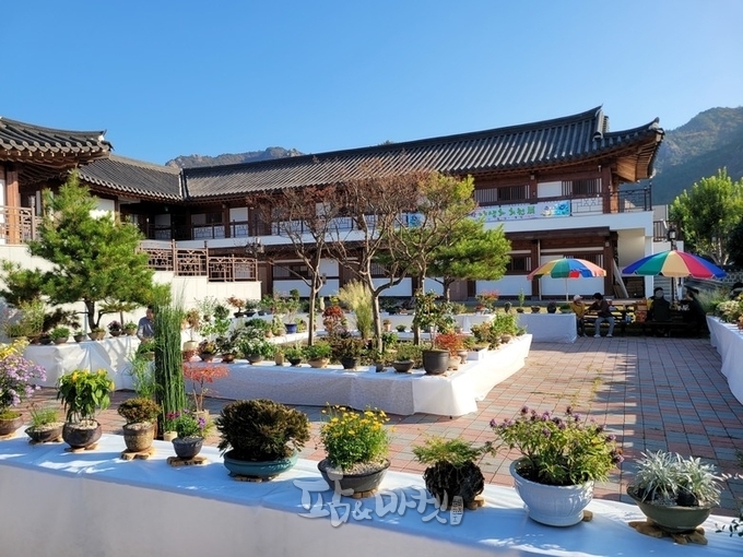 영암군도시농업연구회는 오는 30일부터 나흘간 '2023 전국야생화 전시회'를 영암군목재체험관에서 개최한다. 