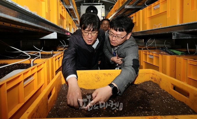 조재호 농촌진흥청장(사진 왼쪽)이 지난 13일 전북 무주군 무주덕유산반딧골영농조합법인을 찾아 천마 가공시설을 살펴보고 있다.<사진=농촌진흥청>
