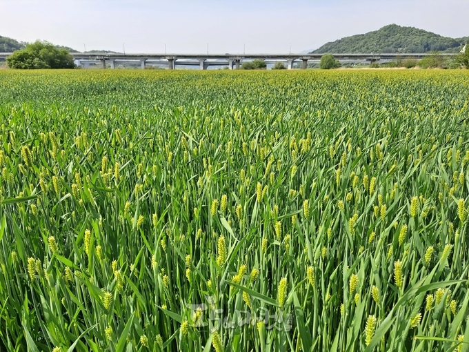여주시농업기술센터는 당남리섬 경관농업단지에 청보리와 호밀을 재배해 지역민과 관광객을 맞고 있다. 