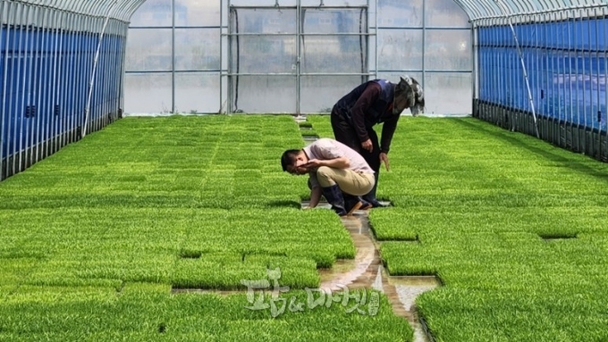 김포시는 고품질 김포금쌀 생산을 위해 못자리 설치 현장을 순회하며 중점 지도를 실시하고 있다. 