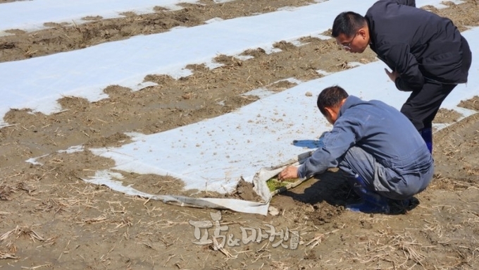김포시는 고품질 김포금쌀 생산을 위해 못자리 설치 현장을 순회하며 중점 지도를 실시하고 있다. 