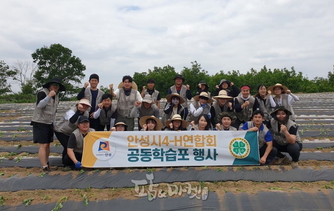 안성시 4-H 연합회는 지난 19일 공동학습포 고구마 정식 작업을 함께 했다. 