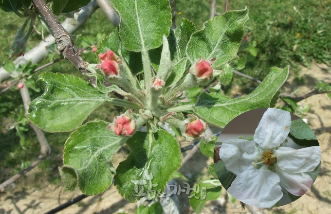 중심화 피래를 본 사과 꽃떨기(화총)