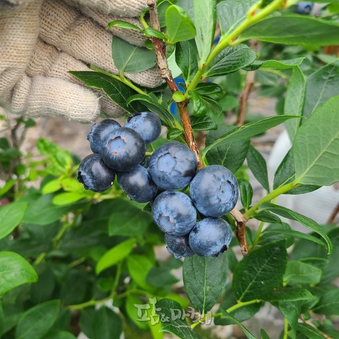 보라마켓 블루베리(사진제공=정의정 대표)