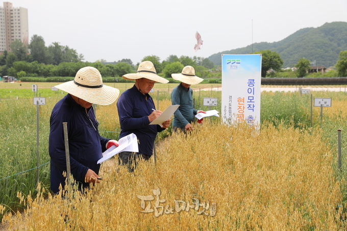 경기도 농업기술원 소득자원연구소는 콩 이모작용 쌀귀리 현장평가회를 통해 최적 재배법을 개발했다. 