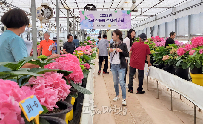 전라남도 농업기술원은 최근 수국 신품종 '그린아이' 등 육성, 개발중인 24개 품종에 대한 시장성 및 기호도 테스를 위한 평가회를 가졌다.<전남농기원 제공> 