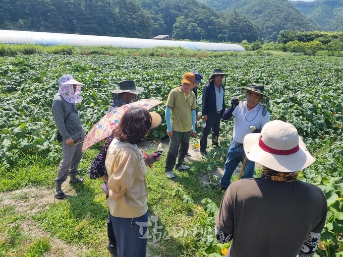 단호박 농업인 13명을 대상으로 아시아종묘 류성중 강사(오른쪽)가 화순군 내 단호박 농가를 돌며 현장 컨설팅을 하는 모습.