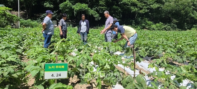 참당귀 특화작목 육성 현장평가회. 